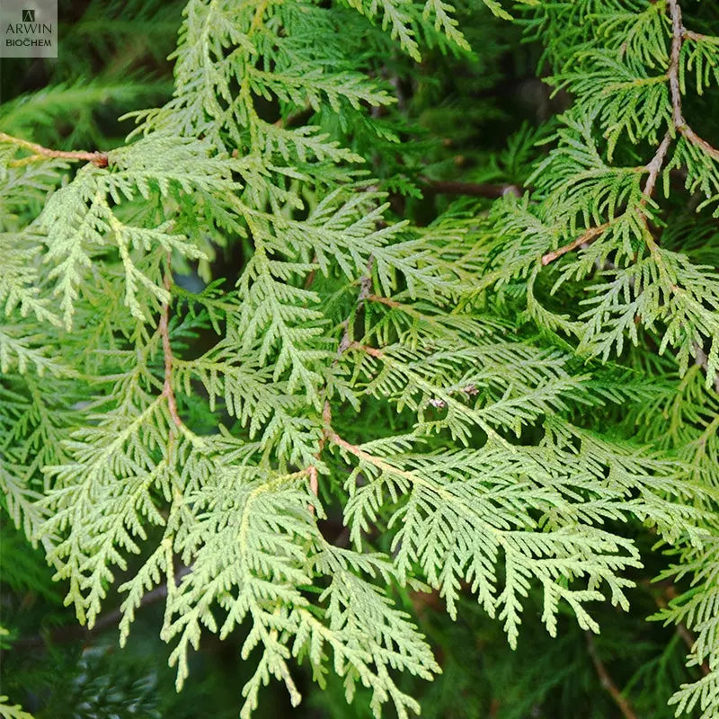 Phytoncid Transparent Soap For Sensitive Dry And Normal Skin ARWIN BIOCHEM